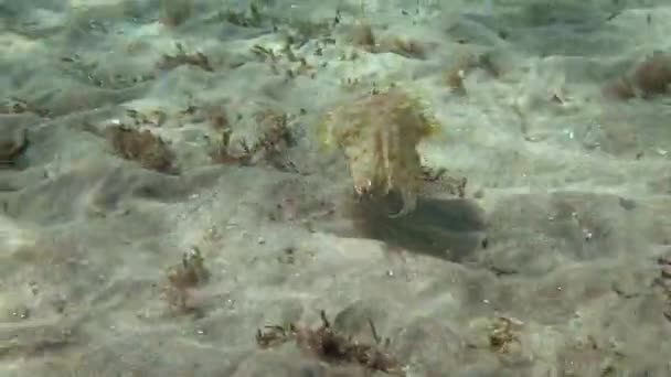 Tintenfische Sepia Prashadi Laufen Dem Taucher Über Den Sandigen Boden — Stockvideo