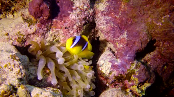 Anemonefish Morza Czerwonego Amfiprion Bicinctus Małżeństwo Ryb Pływających Zielonym Morskim — Wideo stockowe