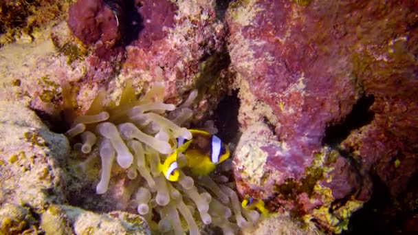 Anemonefish Morza Czerwonego Amfiprion Bicinctus Małżeństwo Ryb Pływających Zielonym Morskim — Wideo stockowe