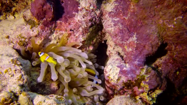 Red Sea Anemonefish Amphiprion Bicinctus Married Couple Fishes Swimming Green — Stock Video