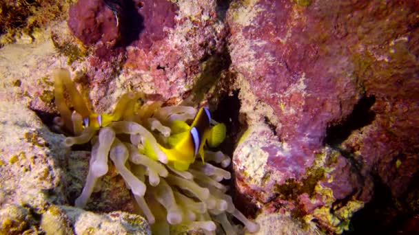 Kızıl Deniz Anemonbalığı Amphiprion Bicinctus Yeşil Deniz Şakayığında Yüzen Evli — Stok video