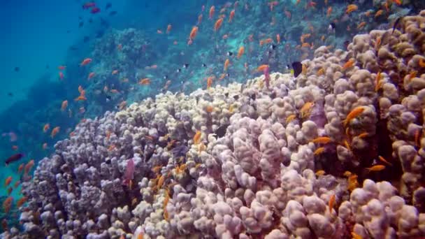 Peixes Tropicais Moluscos Bivalves Tridakna Tridacna Maxima Cultivados Entre Corais — Vídeo de Stock