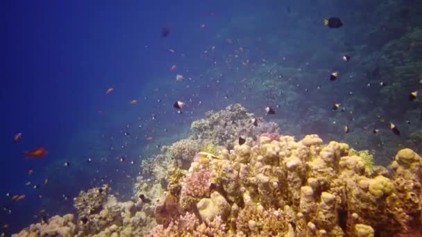 紅海のサンゴ礁 アブデュブ 静的なビデオ 熱帯魚やサンゴと美しい水中風景 生命のサンゴ礁 エジプト — ストック動画