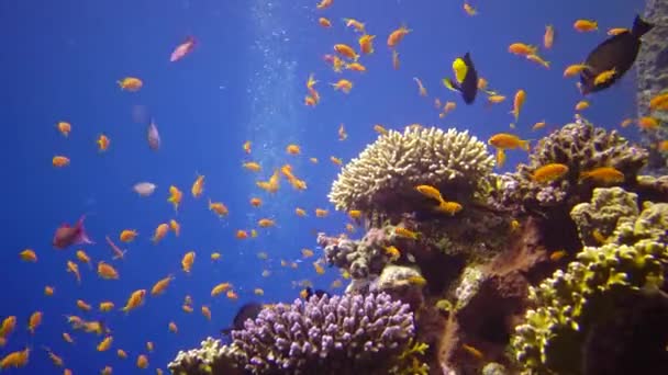 红海的珊瑚礁 静态录像 美丽的水下景观与热带鱼和珊瑚 生物珊瑚礁 — 图库视频影像