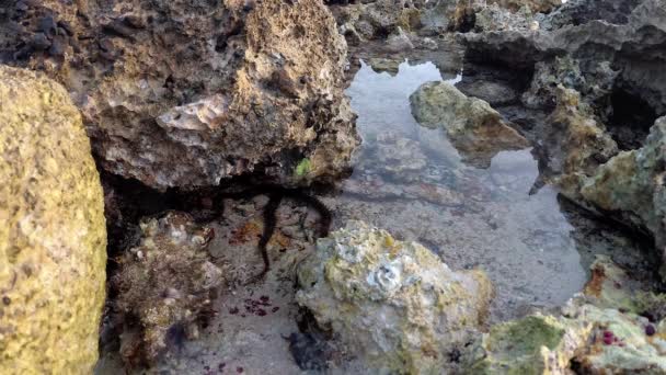 Étoile Fragile Ophiocoma Scolopendrina Rampant Dans Les Eaux Peu Profondes — Video