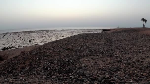 Vroege Walvis Aan Kust Koraalrif Bij Rode Zee Egypte — Stockvideo