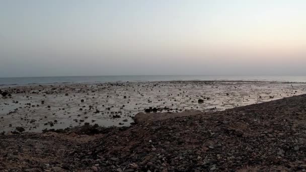 Tidlig Hvalsjø Kystkorallrev Ved Lavvann Rødehavet Egypt – stockvideo