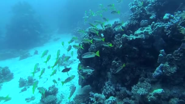 イエローフィン ゴアティフィッシュ Mulloides Vanicolensis 魚の群れはゆっくりとサンゴ礁の上を泳ぐ 紅海の魚 — ストック動画