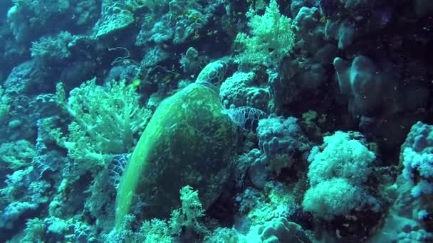 Penyu Sisik Eretmochelys Imbricata Eats Soft Corals Reef Elphinstone Red — Stok Video