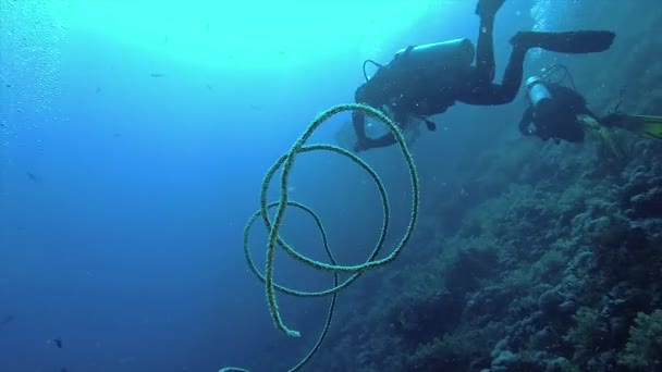 Σπειροειδή Κοράλλια Cirrhipathes Spiralis Στον Ύφαλο Elphinstone Ερυθρά Θάλασσα Αίγυπτος — Αρχείο Βίντεο