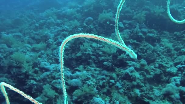 Coral Espiral Cirrhipathes Spiralis Arrecife Elphinstone Mar Rojo Egipto — Vídeo de stock