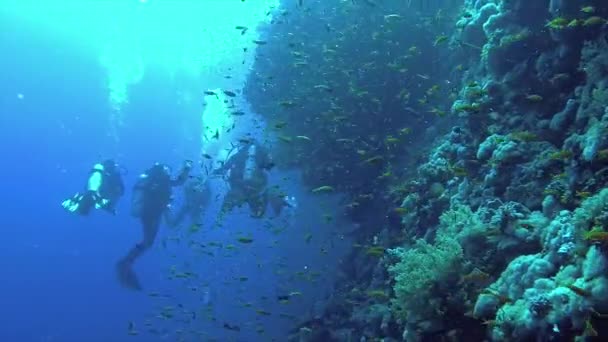 Коралловый Риф Различные Виды Тропических Рыб Охотятся Возле Рифа Красном — стоковое видео