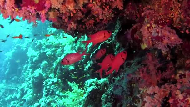 Barriera Corallina Diversi Tipi Pesci Tropicali Cacciano Vicino Alla Barriera — Video Stock