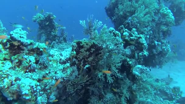Ryba Zwyczajna Pterois Volitans Polowanie Ryby Pływanie Nad Rafą Koralową — Wideo stockowe