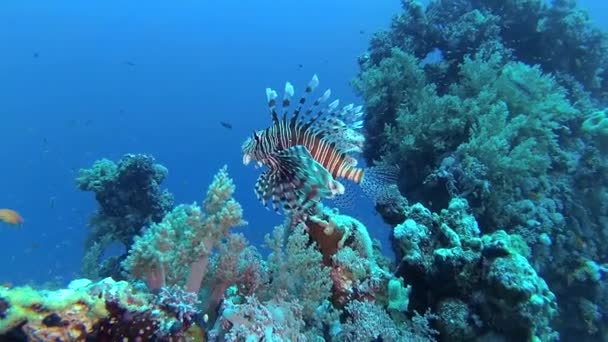 Обыкновенные Львиные Рыбы Pterois Volitans Рыбы Охотятся Плавают Над Коралловым — стоковое видео