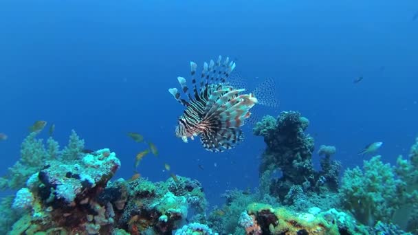 常见的狮子鱼 Pterois Volitans 捕猎和游过珊瑚礁 — 图库视频影像