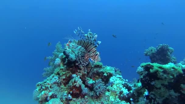 Lionfish Comum Pterois Volitans Caça Peixes Nadar Sobre Recife Coral — Vídeo de Stock