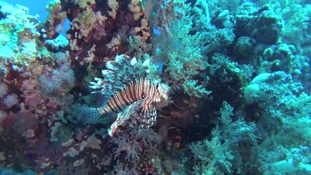 Lionfish Comum Pterois Volitans Caça Peixes Nadar Sobre Recife Coral — Vídeo de Stock
