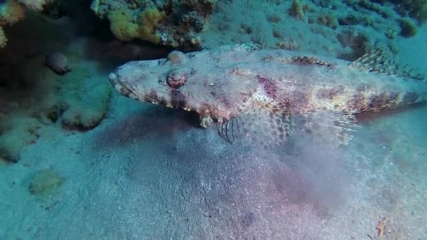 물고기 Bottom Carpet Flathead Papilloculiceps Longiceps Egypt Abu Dabb — 비디오