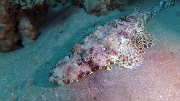 Peixe Mar Vermelho Deitado Fundo Carpete Flathead Papilloculiceps Longiceps Egito — Vídeo de Stock