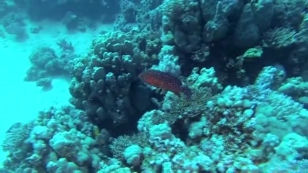 Koraalbaars Cephalopholis Miniata Vis Zwemt Langzaam Een Koraalrif Rode Zee — Stockvideo