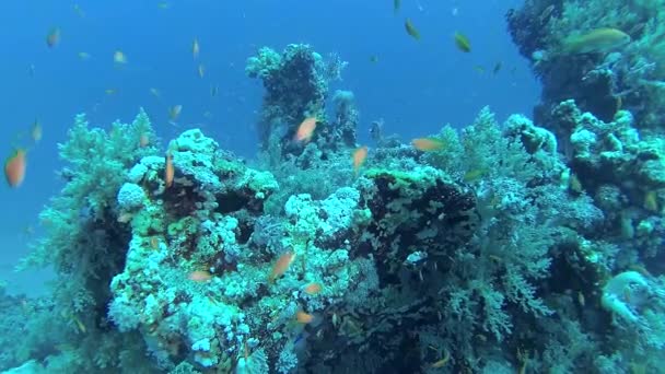 Recifes Coral Mar Vermelho Abu Dub Bela Paisagem Subaquática Com — Vídeo de Stock