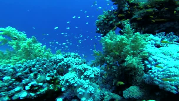 Recifes Coral Mar Vermelho Abu Dub Bela Paisagem Subaquática Com — Vídeo de Stock