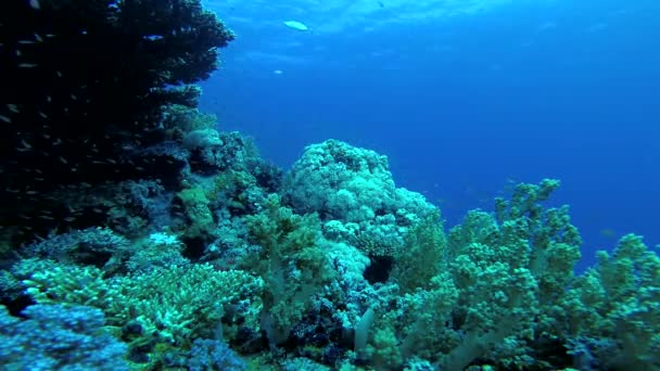 Коралловый Риф Красном Море Абу Даб Красивый Подводный Пейзаж Тропическими — стоковое видео