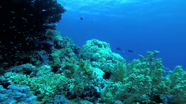 Arrecife Coral Mar Rojo Abu Dub Hermoso Paisaje Submarino Con — Vídeos de Stock