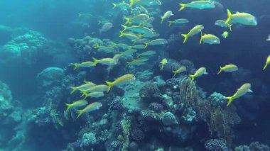 Sarı yüzgeçli keçi balığı (Mulloides vanicolensis). Bir balık sürüsü mercan resifinin üzerinde yavaşça yüzer. Kızıl Deniz Balığı.