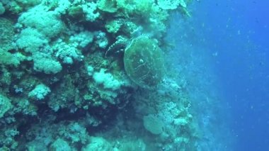 Şahin gagalı deniz kaplumbağası (Eretmochelys imbricata) Resifteki yumuşak mercanları yer, Kızıldeniz, Mısır