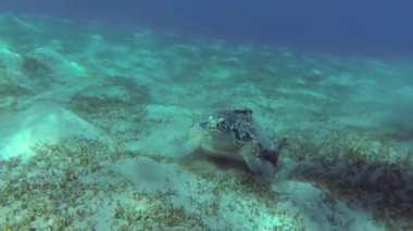 Şahin gagalı deniz kaplumbağası (Eretmochelys imbricata) Resifteki Yumuşak Mercanları yer, Kızıldeniz, Mısır