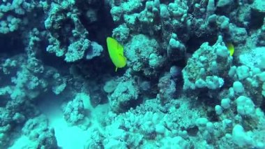 Maskeli kelebek (Chaetodon semilarvatus), bir mercan resifinin üzerinde yavaşça yüzer. Kızıl Deniz, Abu Dubb. Mısır