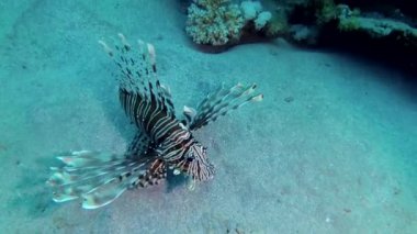 Sıradan aslan balığı (Pterois volitans), bir mercan resifinin üzerinde avlanır ve yüzer. Kızıl Deniz, Mısır