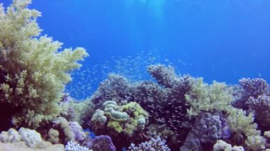 Statik video, Kızıl Deniz 'deki mercan resifi, Abu Dub. Tropikal balık ve mercanlarla dolu güzel sualtı manzarası. Hayat mercan kayalıkları. Mısır