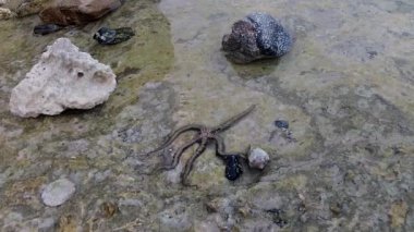 Kırılgan yıldız (Ophiocoma scolopendrina) mercan resifindeki kayaların üzerinde yavaşça sürünüyor, Marsa Alam, Abu Dabab, Mısır