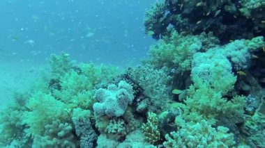 Kızıl Deniz 'deki mercan kayalıkları, Abu Dub. Tropikal balık ve mercanlarla dolu güzel sualtı manzarası. Hayat mercan kayalıkları. Mısır