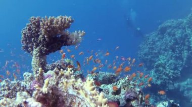 Statik video, Kızıl Deniz 'deki mercan resifi, Abu Dub. Tropikal balık ve mercanlarla dolu güzel sualtı manzarası. Hayat mercan kayalıkları. Mısır