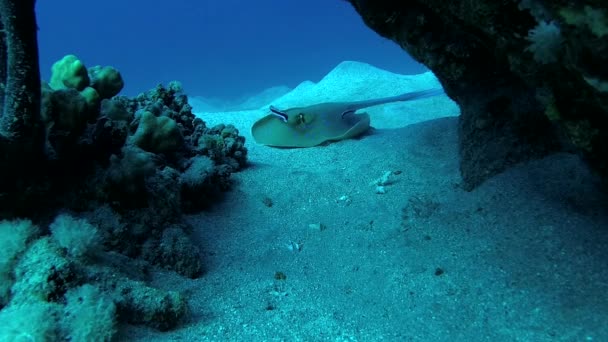 Taeniura Lymma Blaugepunkteter Spitzschwanzrochen Liegt Auf Sand Oder Schwimmt Zwischen — Stockvideo