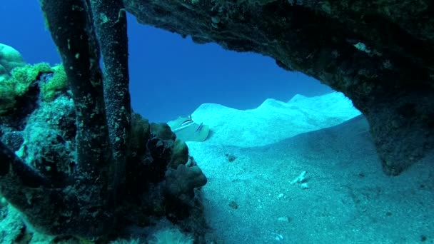 Taeniura Lymma Bluespotted Ribbontail Ray Encontra Areia Flutua Entre Corais — Vídeo de Stock