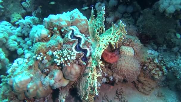 Mięczak Małż Tridacna Maxima Hodowany Wśród Koralowców Rafie Morzu Czerwonym — Wideo stockowe