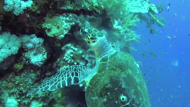 Şahin Gagalı Deniz Kaplumbağası Eretmochelys Imbricata Resifteki Yumuşak Mercanları Yer — Stok video