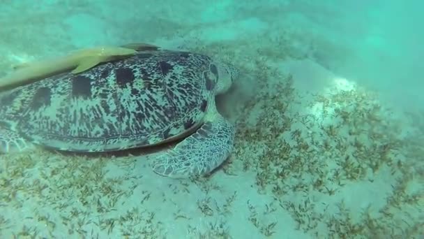Hawksbill Sea Turtle Eretmochelys Imbricata Eats Soft Corals Reef Red — Stock Video