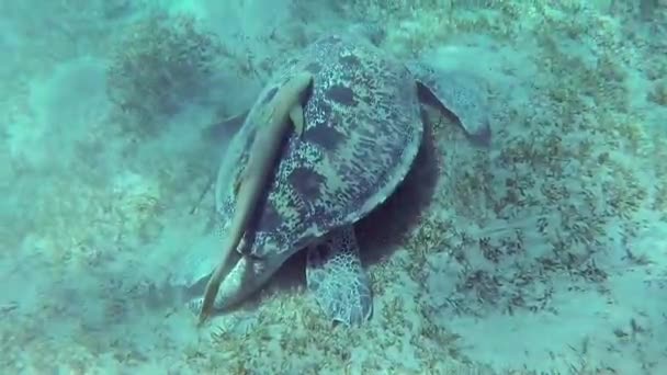 Tartaruga Marinha Hawksbill Eretmochelys Imbricata Come Corais Macios Recife Mar — Vídeo de Stock