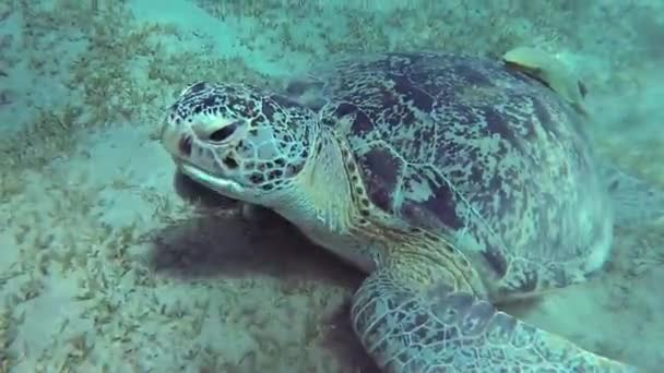 Hawksbill海龟 Eretmochelys Imbricata 在埃及红海珊瑚礁上吃软珊瑚 — 图库视频影像