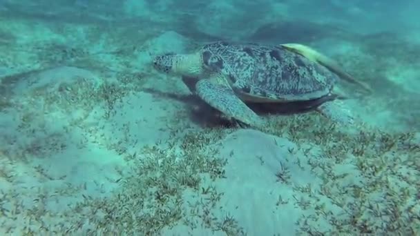 Havssköldpadda Eretmochelys Imbricata Äter Mjuk Korall Revet Röda Havet Egypten — Stockvideo