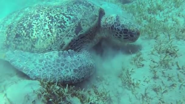 Hawksbill Tortuga Marina Eretmochelys Imbricata Come Corales Blandos Arrecife Mar — Vídeos de Stock