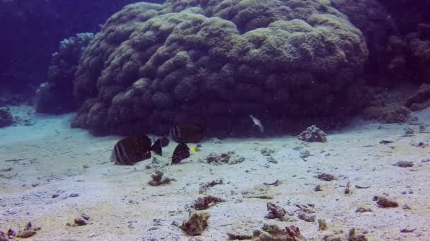 Barriera Corallina Diversi Tipi Pesci Tropicali Cacciano Vicino Alla Barriera — Video Stock