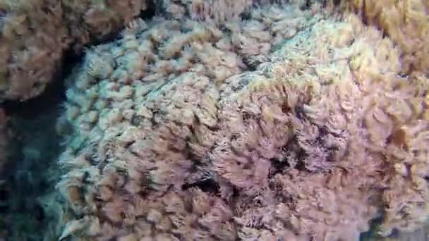 Pesci Coralli Del Mar Rosso Barriera Corallina Nel Mar Rosso — Video Stock