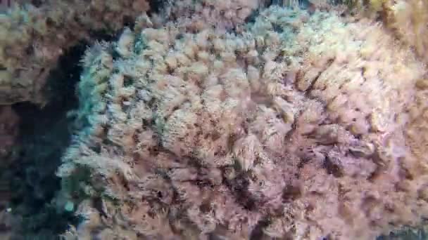 Ψάρια Και Κοράλλια Της Ερυθράς Θάλασσας Κοραλλιογενής Ύφαλος Στην Ερυθρά — Αρχείο Βίντεο